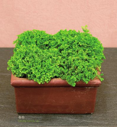 懒人绿植卷柏_卷柏怎么养?--第1张