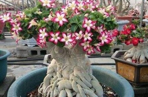 懒人绿植阳台绿植好吗_懒人养绿植--第1张
