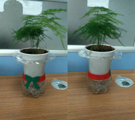 纯手工懒人绿植_diy手工绿植--第1张