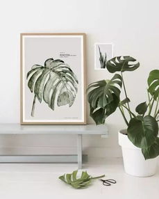 懒人绿植yyds_懒人绿植室外--第1张