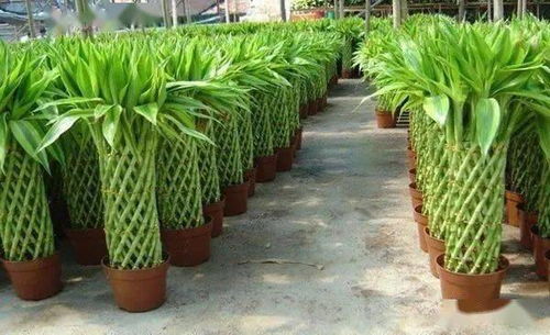 绿植客厅推荐懒人_客厅绿叶植物--第1张