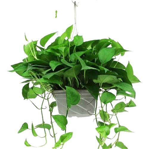 懒人盆栽绿植_懒人盆栽绿植怎么养--第1张
