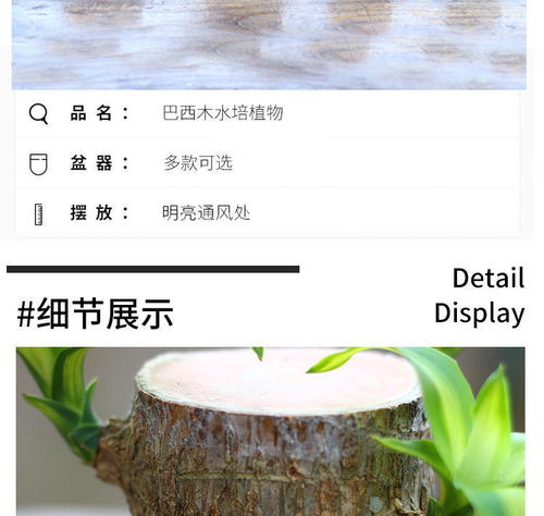 懒人室内绿植桌面_绿植 桌面--第1张