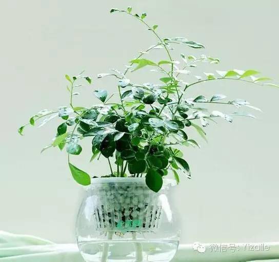 懒人绿植阳台绿植好吗_适合懒人养的阳台绿植--第1张