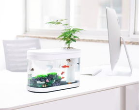 懒人绿植能养鱼_懒人绿植能养鱼吗--第1张
