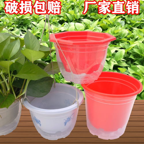 自动吸水懒人绿植_自动吸水花盆可以养什么花--第1张
