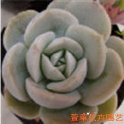 懒人园艺鲜花绿植_懒人植物怎么养--第1张