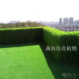 懒人绿植草皮_可以做草皮的植物--第1张