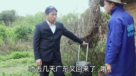 短剧大佬上位手册免费在线观看_大佬上位记快穿春风遥--第1张
