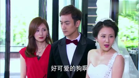 短剧阮小姐的前夫又来求婚了免费在线观看_阮小姐的前夫又来求婚了小说全文完结阅读免费--第1张
