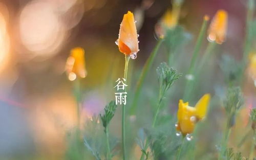 短剧雨落花正开免费在线观看_雨落花开 百度网盘--第1张