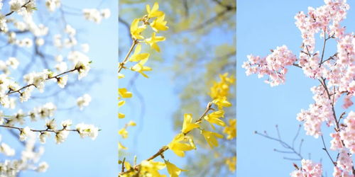 短剧城南花正开免费在线观看_城南花开--第1张