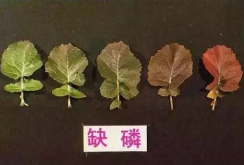 短剧纨绔的成王之路免费在线观看_纨绔 成素--第1张