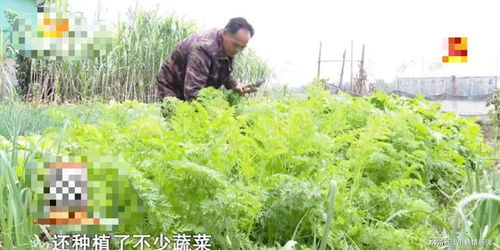 热播短剧植物人被老婆弃在医院，睁眼即巅峰免费在线观看_植物人妻子躺了13年电视剧叫什么名字--第1张