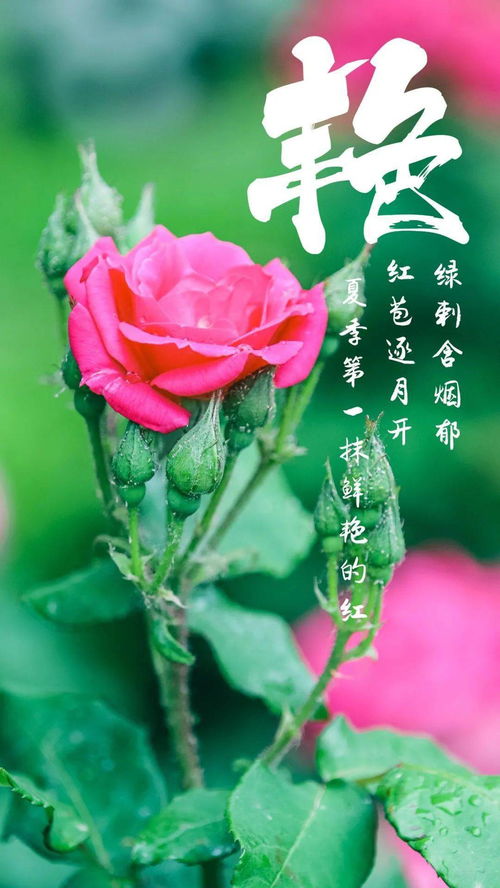 短剧长风踏歌全集观看_短剧长风踏歌全集观看免费--第1张