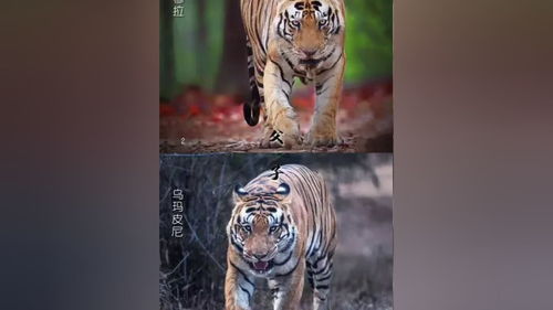 短剧虎父无犬子全集观看_虎父无犬子电视--第1张