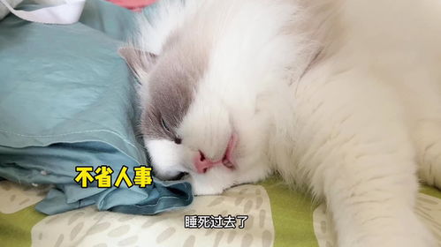 热播短剧变成猫后我被死对头宠上天免费在线观看_我变成了死对头的宠猫--第1张