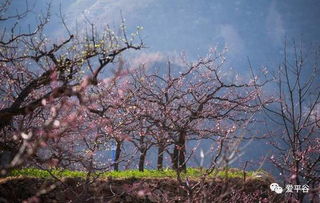 短剧桃花沟杏花沟全集观看_山西桃花沟在哪里--第1张