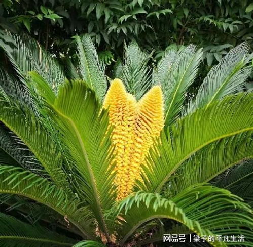 短剧铁树开花全集观看_铁树开花小说--第1张