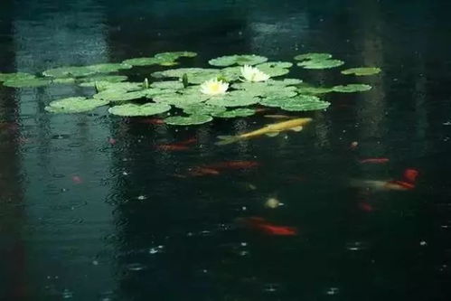 短剧云天收夏色全集观看_云天收夏声,木叶动秋色--第1张