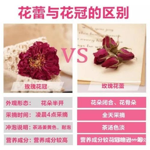短剧玫瑰冠冕申浩男王格格全集观看_玫瑰花冠歌曲--第1张