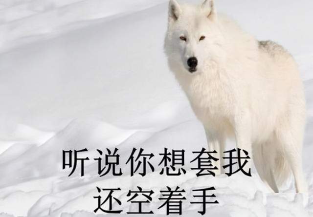 短剧重生八九空手套白狼全集观看--第1张
