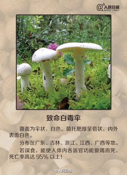 短剧毒宠全集观看_毒宠小谋妃最新章节--第1张