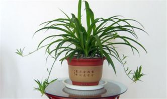植物交易平台 植物交易平台，为植物爱好者提供安全、便捷的交易环境--第1张