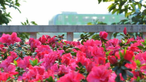 北京鲜花盛开影业有限公司艺人 北京鲜花盛开影业有限公司艺人，璀璨星光下的璀璨人生--第1张