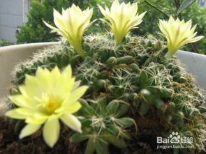仙人掌开花时间 仙人掌开花时间--第1张