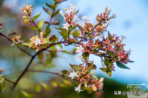 十大好看的花图片大全 十大好看的花图片大全--第1张