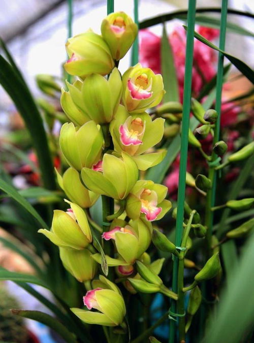 幽灵兰花的花语 幽灵兰花的花语，神秘、纯洁与永恒的爱--第1张