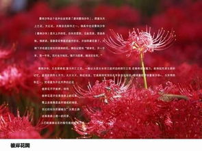 彼岸花的照片 彼岸花的照片，穿越时空的美丽--第1张