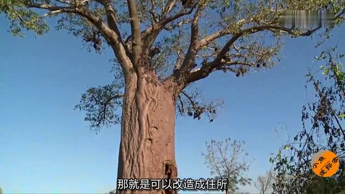 金银木果实 金银木果实的奇妙世界，自然之宝库的隐藏瑰宝--第1张