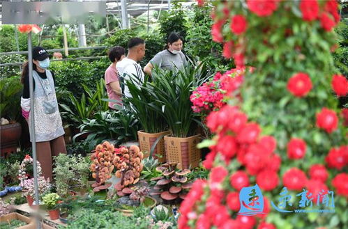 全国苗木花卉交易信息中心 全国苗木花卉交易信息中心，引领苗木花卉市场的新革命--第1张