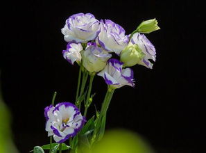各种花的花语和象征 各种花的花语和象征--第1张