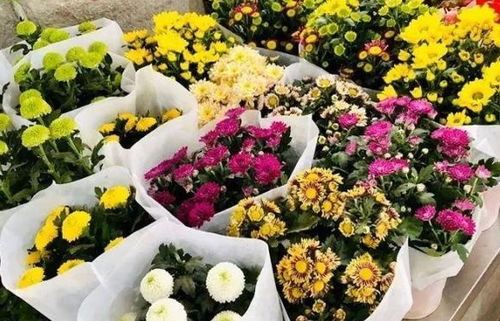 顺德买花有什么地方推荐 顺德买花有什么地方推荐--第1张