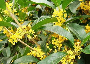 院里有桂花树是吉是凶 院里有桂花树是吉是凶--第1张
