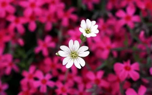花语是向死而生的花 花语是向死而生的花--第1张