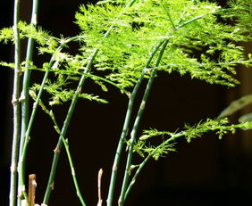 文竹开花风水解释 风水解释文竹开花--第1张