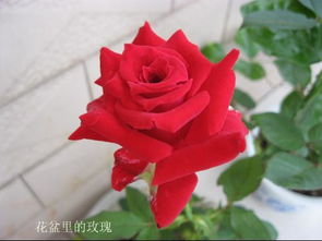 真玫瑰花图片真实 真玫瑰花图片真实--第1张