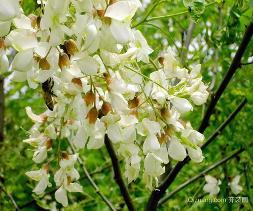 代表友谊的花语 代表友谊的花语--第1张