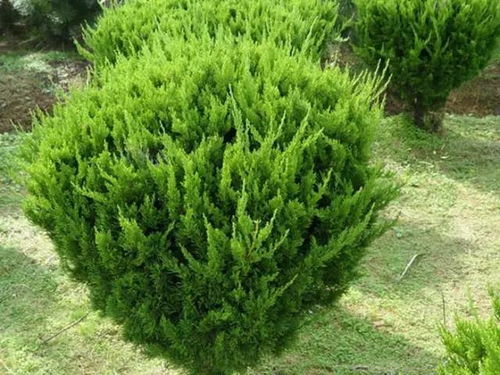 全球花木网苗木价格 全球花木网苗木价格，把握市场脉搏，实现高效经营--第1张