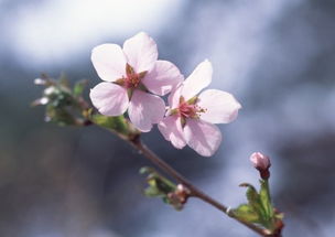 梅花的诗句大全 梅花诗句大全--第1张