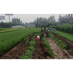 龙柏树苗多少钱一棵 龙柏树苗多少钱一棵——种植与养护的全面指南--第1张