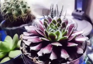 久久鲜花批发网 久久鲜花批发网，一站式鲜花采购平台，品质保证--第1张
