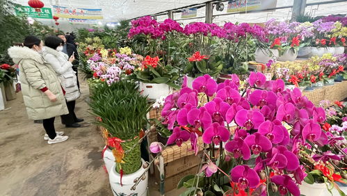 中国花卉信息网 中国花卉信息网——引领花卉行业的数字化未来--第1张