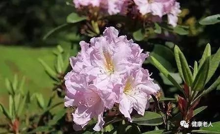 鲜花寓意花语大全 鲜花寓意花语大全--第1张