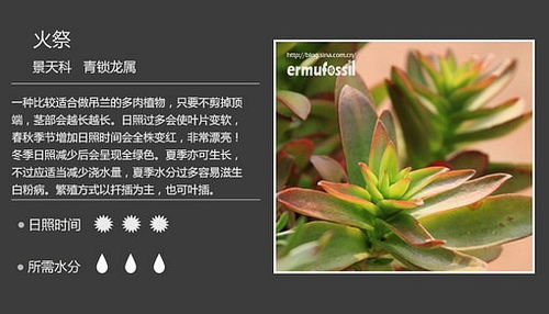 700种多肉植物图鉴 700种多肉植物图鉴，从入门到精通的植物宝典--第1张