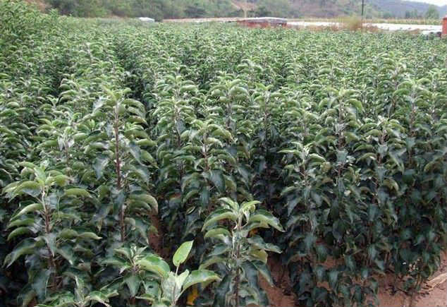 苗木中国网 苗木中国网，一站式苗木交易平台的新篇章--第1张